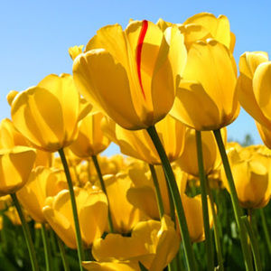 Meet your Posher, Aaliyah